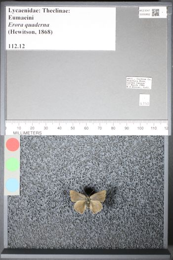Media type: image;   Entomology 50852